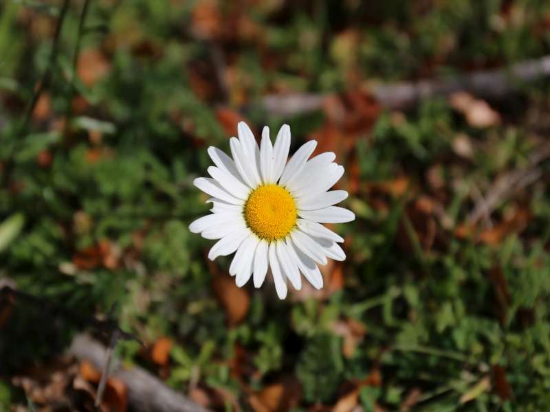 Leucanthemum pallens / Margherita pallida